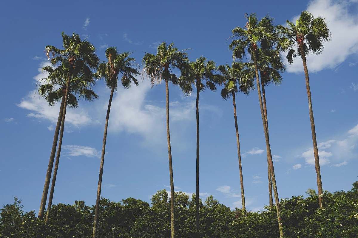tree brown and green coconut palm trees under blue sky plant